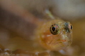   Startled Peppermint Goby  